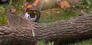 Best Commercial Tree Services  in Oak Park, MI