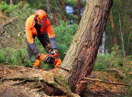 Best Hazardous Tree Removal  in Oak Park, MI