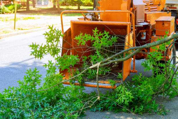 Best Stump Grinding and Removal  in Oak Park, MI