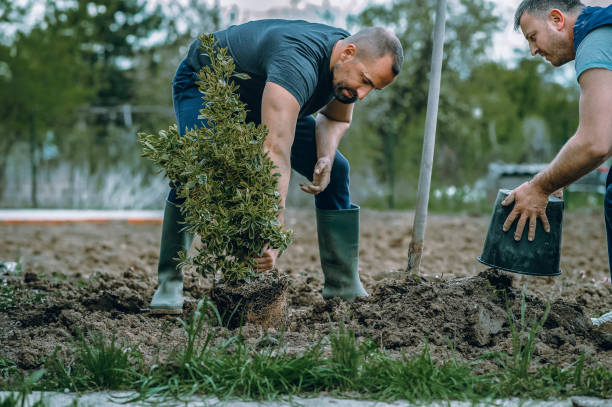 Best Lawn Watering Services  in Oak Park, MI