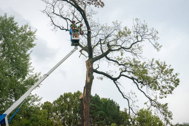 Best Hedge Trimming  in Oak Park, MI