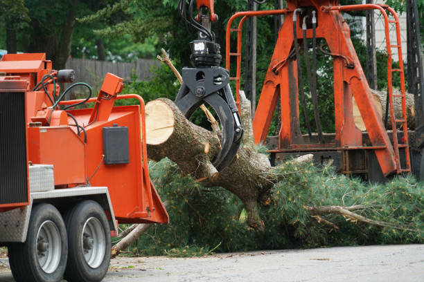 Best Root Management and Removal  in Oak Park, MI