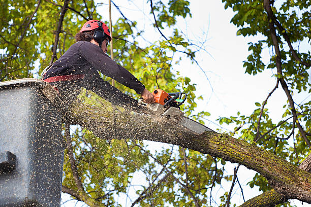 Lawn Irrigation Installation and Maintenance in Oak Park, MI