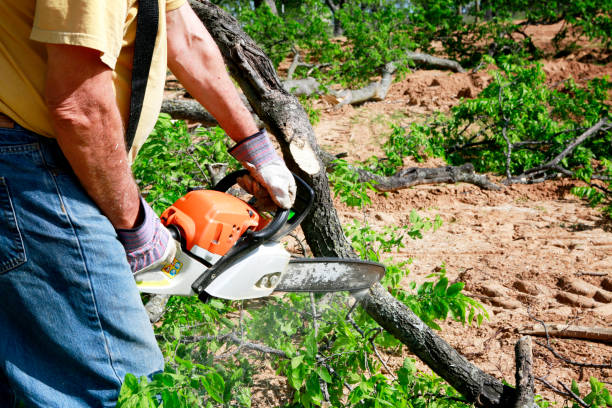  Oak Park, MI Tree Care Services Pros